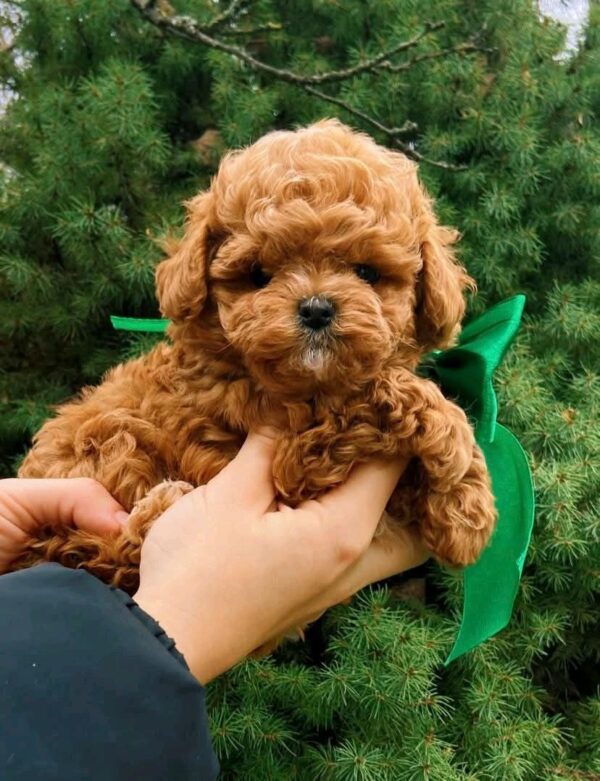 Yanis Maltipoo Yanis Maltipoo