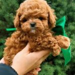 Yanis-male-Maltipoo-puppy-for-sale-5