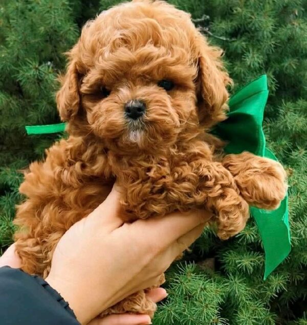 Yanis Maltipoo Yanis Maltipoo