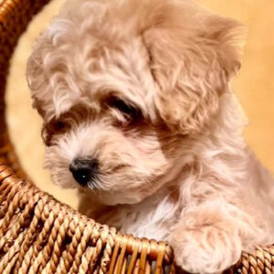 Yanta Maltipoo