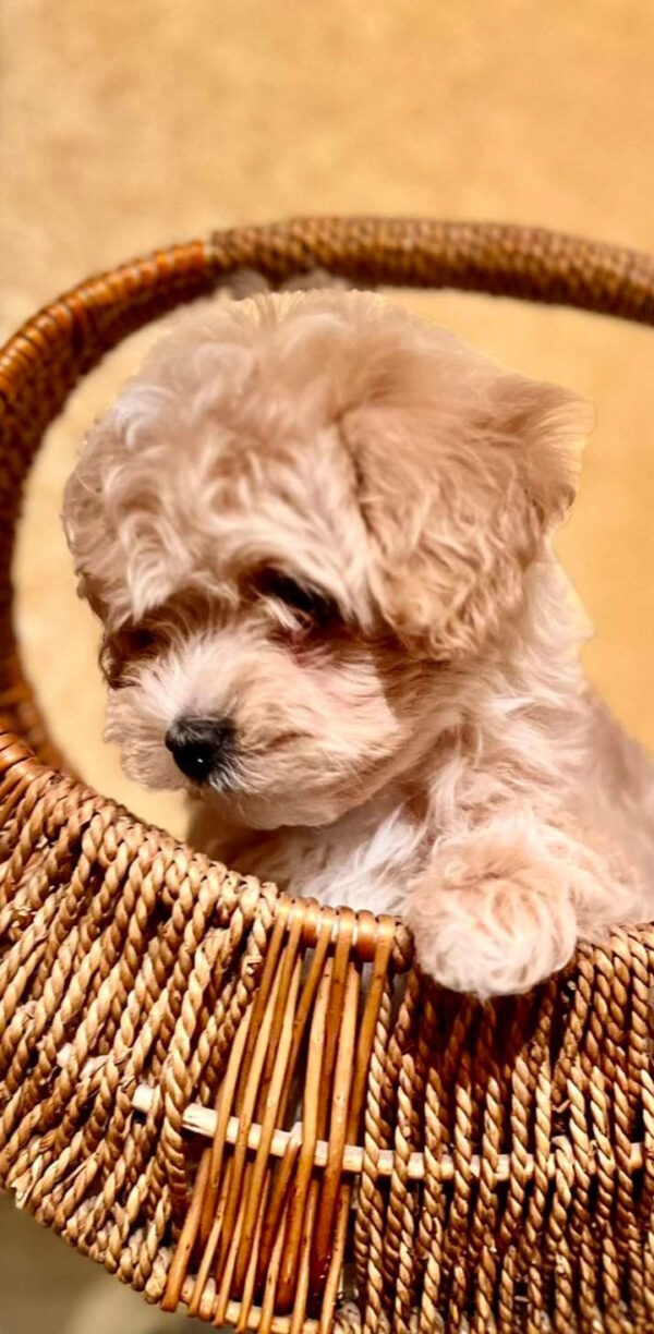 Yanta Maltipoo