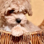 Yanta-female-maltipoo-puppy-for-sale-1 (2)