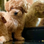 Mici Maltipoo