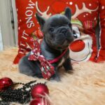 Olla French Bulldog