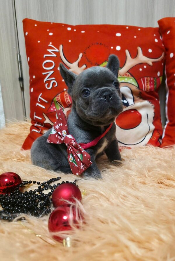 Yaris French Bulldog