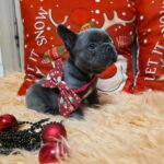Yaris-male-French-bulldog-puppy-for-sale-2
