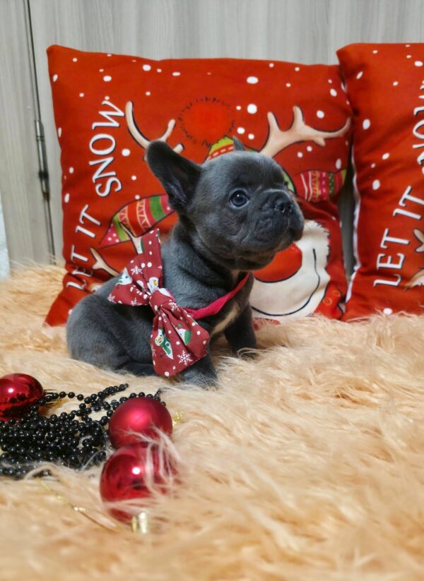 Yaris French Bulldog