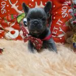 Yaris-male-French-bulldog-puppy-for-sale-3