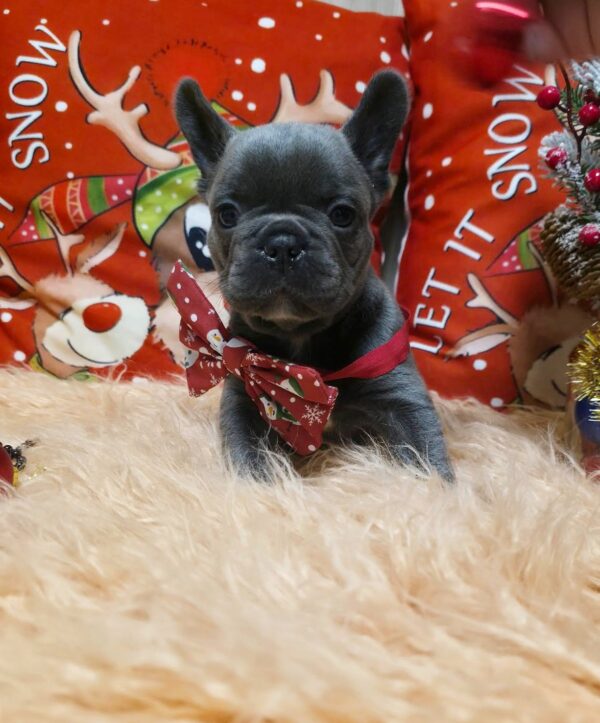 Yaris French Bulldog