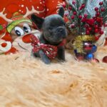 Yaris-male-French-bulldog-puppy-for-sale-4