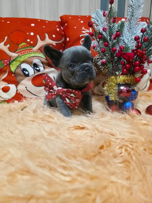 Yaris French Bulldog