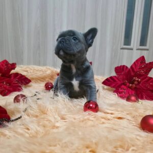 Yaris French Bulldog