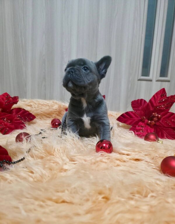 Yaris French Bulldog