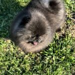 Yoshi-male-Pomeranian-puppy-for-sale-1