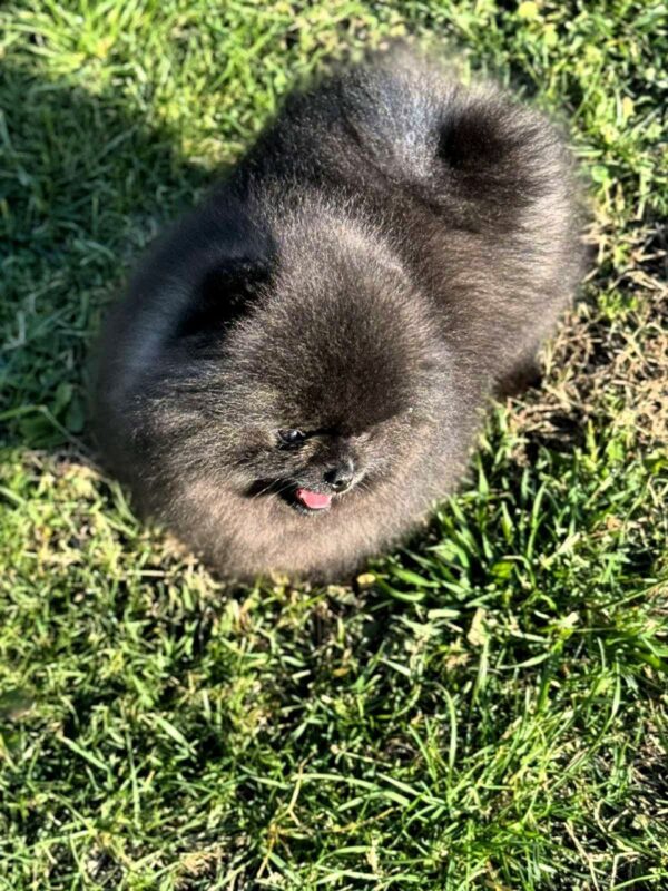 Yoshi Pomeranian