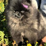 Yoshi-male-Pomeranian-puppy-for-sale-3