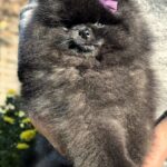 Yoshi-male-Pomeranian-puppy-for-sale-4