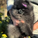 Yoshi-male-Pomeranian-puppy-for-sale-5