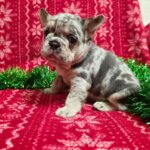 Yuna-female-French-bulldog-puppy-for-sale-2