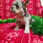 Yuna-female-French-bulldog-puppy-for-sale-3