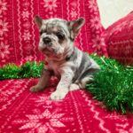 Yuna-female-French-bulldog-puppy-for-sale-4
