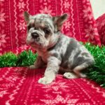 Yuna-female-French-bulldog-puppy-for-sale-5