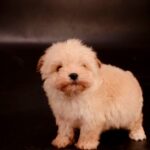 Zacky-male-Maltipoo-puppy-for-sale-3