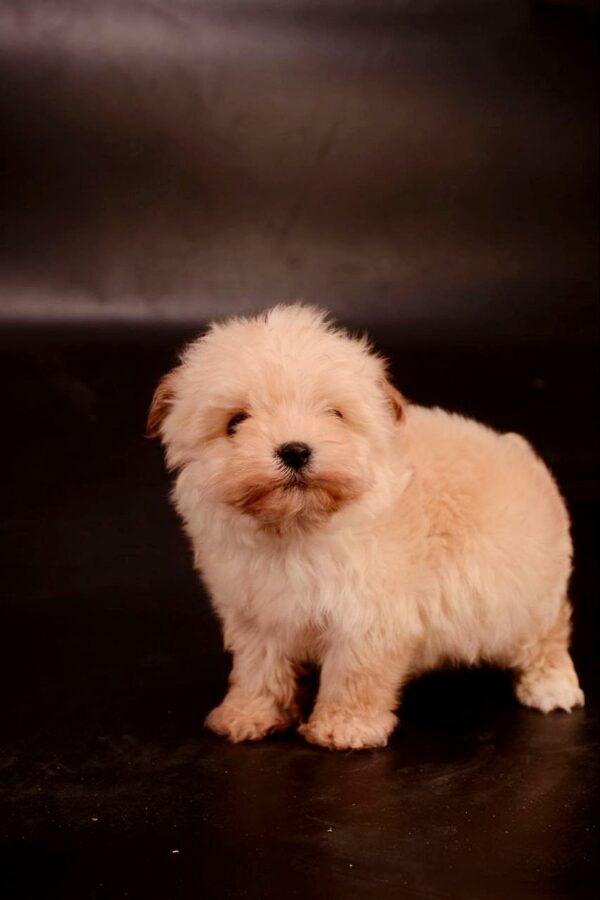 Zacky Maltipoo Zacky Maltipoo