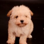 Zacky-male-Maltipoo-puppy-for-sale-4