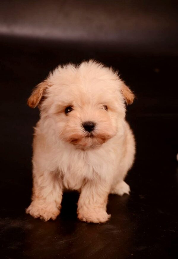 Zacky Maltipoo Zacky Maltipoo