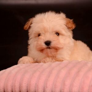 Zacky Maltipoo Zacky Maltipoo