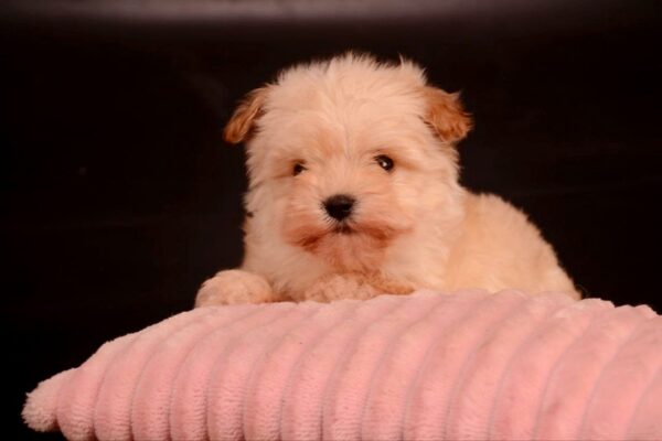 Zacky Maltipoo Zacky Maltipoo