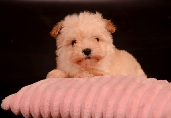 Zacky Maltipoo Zacky Maltipoo