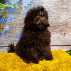 Zakhar Toy Poodle