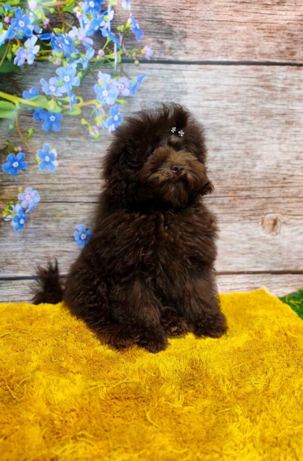 Zakhar Toy Poodle Zakhar Toy Poodle