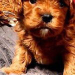 Zaree-female-Cavapoo-puppy-for-sale-1