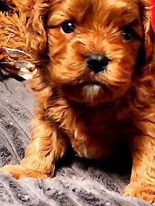 Zaree Cavapoo Zaree Cavapoo