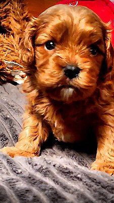 Zaree Cavapoo Zaree Cavapoo