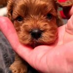Zaree-female-Cavapoo-puppy-for-sale-2