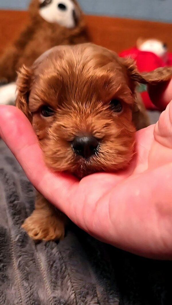 Zaree Cavapoo Zaree Cavapoo