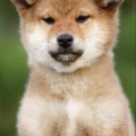 Zeekr-male-shiba-inu-puppy-for-sale-1 (1)