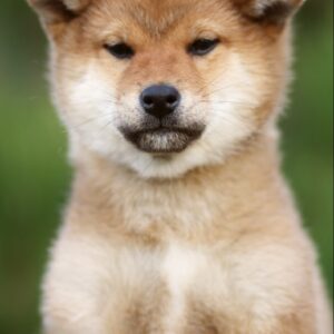 Zeekr Shiba Inu