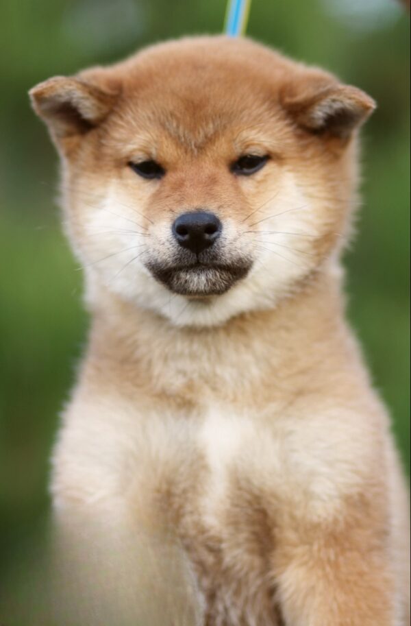 Zeekr Shiba Inu Zeekr Shiba Inu