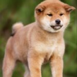 Zeekr-male-shiba-inu-puppy-for-sale-1 (2)