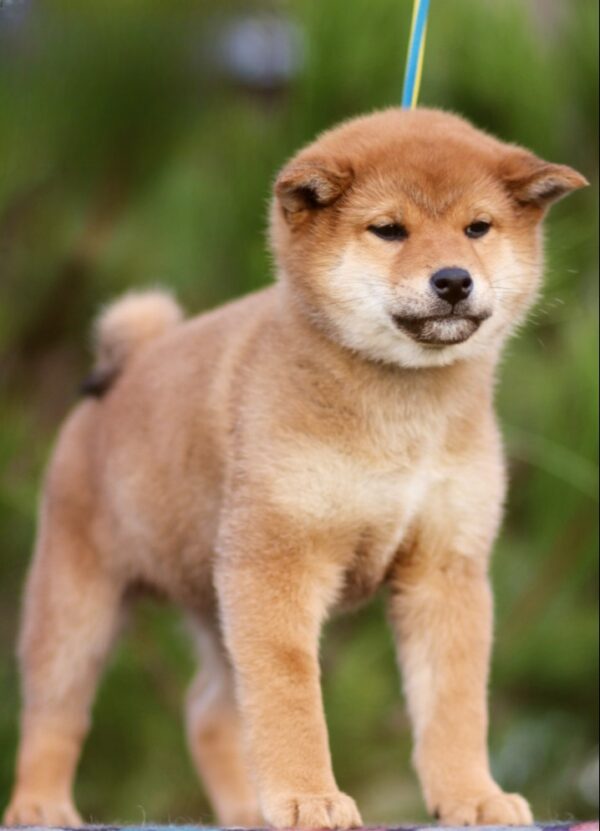 Zeekr Shiba Inu Zeekr Shiba Inu