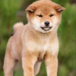 Zeekr-male-shiba-inu-puppy-for-sale-1 (3)