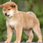 Zeekr-male-shiba-inu-puppy-for-sale-1 (4)