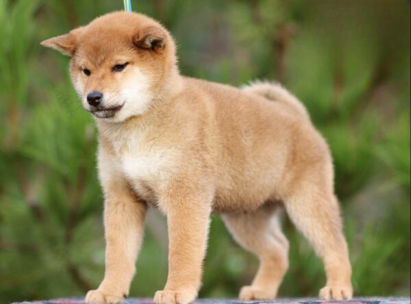 Zeekr Shiba Inu Zeekr Shiba Inu