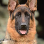 Zet-male-German-shepherd-puppy-for-sale-1 (1)