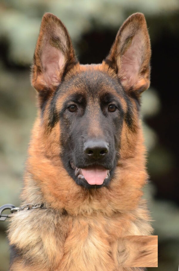 Zet German Shepherd